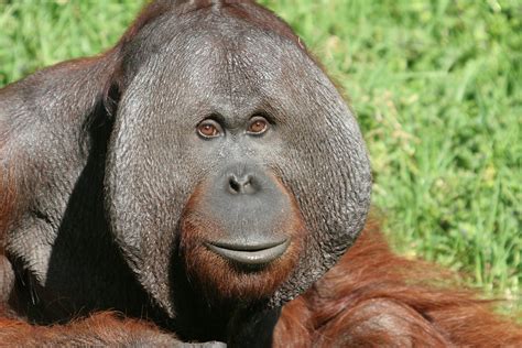 orangutan tits|orangutan